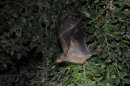 Fruit Bat Taking Off