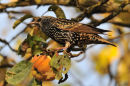 Starling and Apple