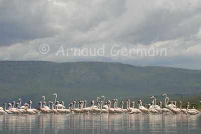 Lake Baringo’s flamingos