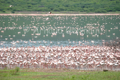 Lake Bogoria’s Flamingo Colony.