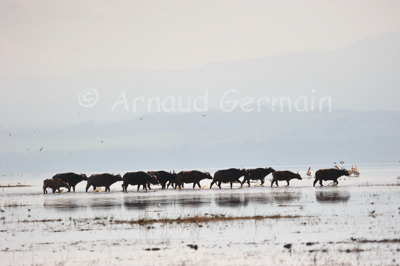 Buffalo Silhouette