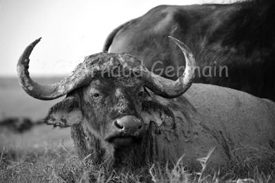 Black and White Buffalo Portrait