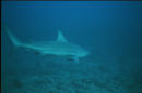 Bull Shark