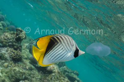 Threadfin Butterflyfish Eating Jellyfish