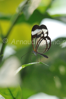 Transparent Wings