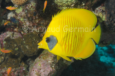 Masked Butterfly Fish