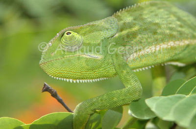 Chameleon Portrait