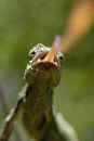 Chameleon Strike