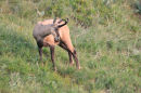 Chamois