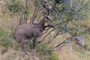 Chamois Eating