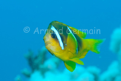 Inquisitive Clown Fish