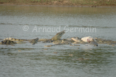 Crocodiles Feeding on Hippo Carcass