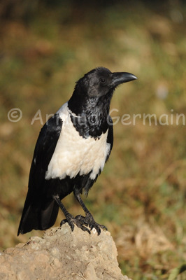 Pied Crow