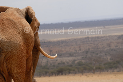 Elephant Watching the African Plains