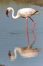 Greater Flamingo