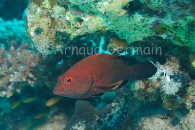 Coral Grouper