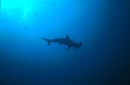 Hammerhead Shark