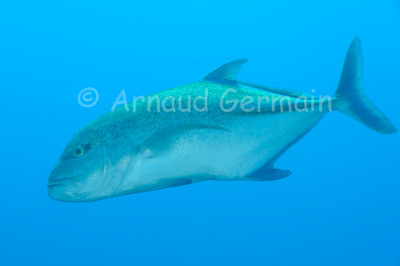 Bluefin Trevally