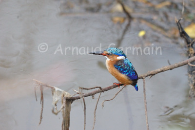 Juvenile Malachite Kingfisher on Perch