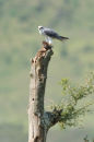 Black Shouldered Kite and Meal