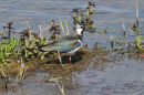 Lapwing