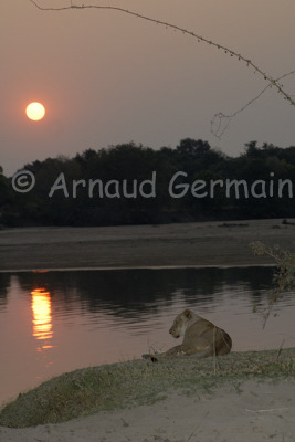 Lioness at Sunset