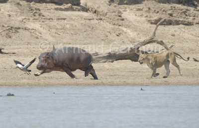 An Ambitious Lioness...