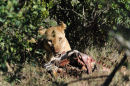 Lioness's Breakfast