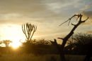 Candelabra Tree at Sunrise