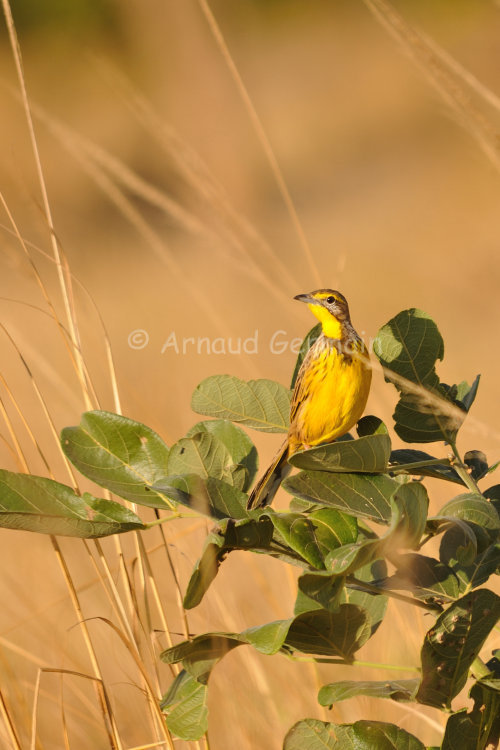 Yellow Throated Longclaw