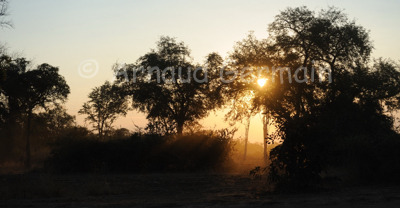 Sunset Light Through the Trees