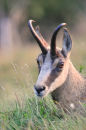 Chamois Portrait