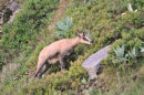 Chamois Browsing on Blueberry Bushes