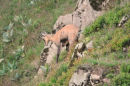 Chamois Playing