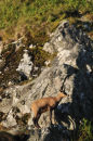 Chamois On Rock Face