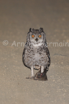 Spotted Eagle Owl and Mouse