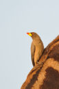 Yellow Billed Oxpecker