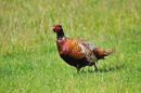 Male Pheasant