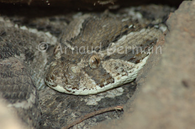 Puff Adder