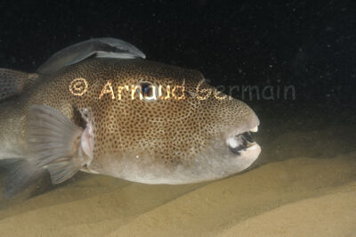 Giant Pufferfish and Remora at Night