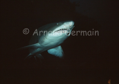 Ragged Tooth Shark