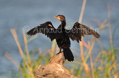 Reed Cormorant Sunning Himself