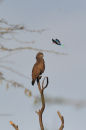 Lilac Breasted Roller Mobbing Snake Eagle