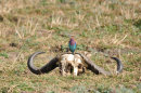 Lilac Breasted Roller on Buffalo Skull