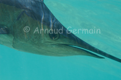 Sailfish portrait