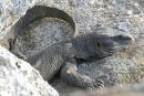 Savannah Monitor Lizard Resting