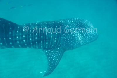 Whale shark from above