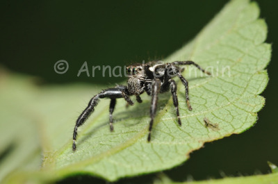 Jumping Spider Close up