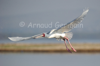 Spoonbill in Flight