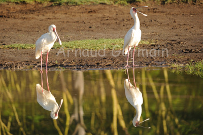 Spoonbill Reflection